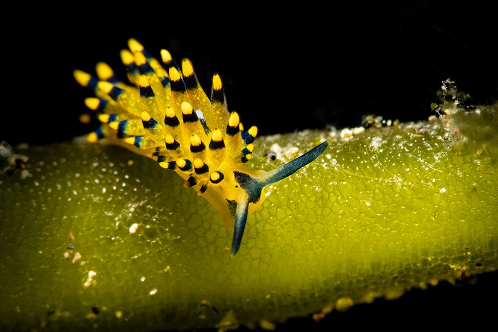 Makro_HiRes_o_DSC4917_Stillinger