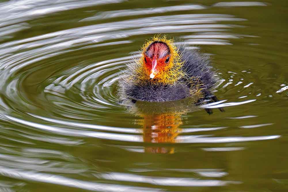 Wildlife_DSC_0949